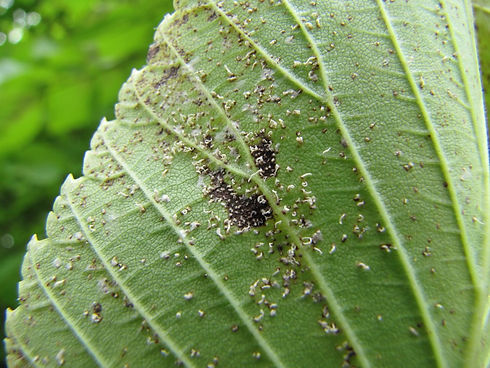 plaga-1024x768.jpg