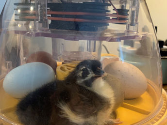 CFWT Mini-Grant Story: Chicka Chicka Boom Boom