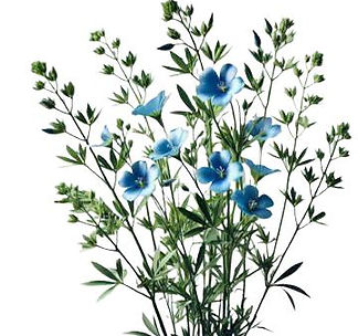 flax plant.jpg
