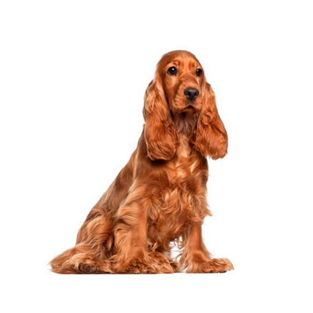 Поради по догляду за Спанієлем