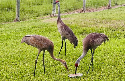 birds.jpg