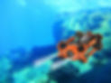 WIXサービス水中.jpg