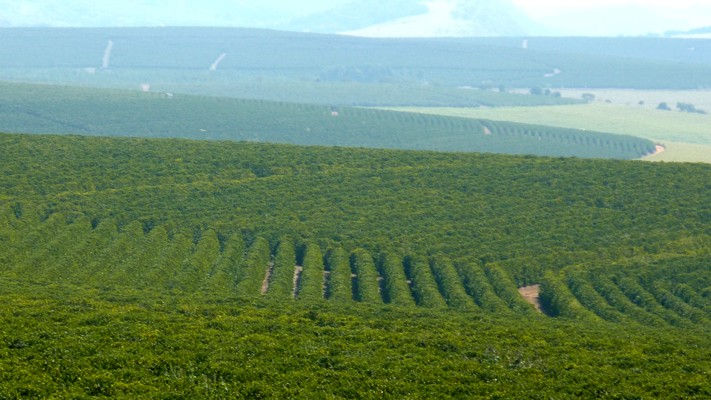 Miniature : BRESIL SANTOS BOURBON