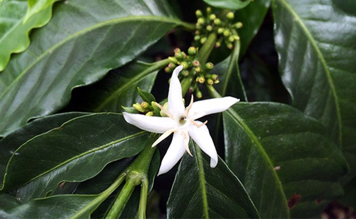 Miniature : DECAFEINE SANS SOLVANT-MEXIQUE