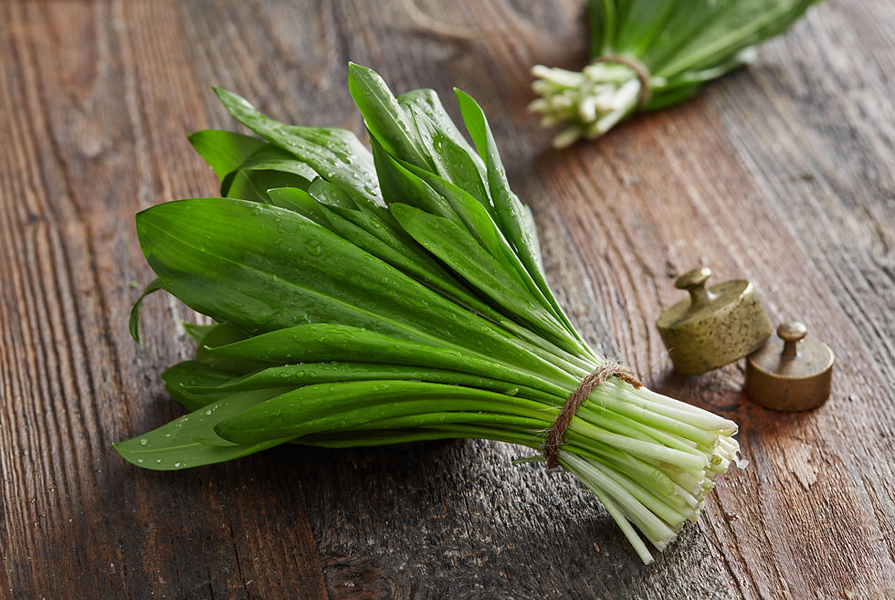 Wild Garlic Foraging 101: Staying Safe in Springtime