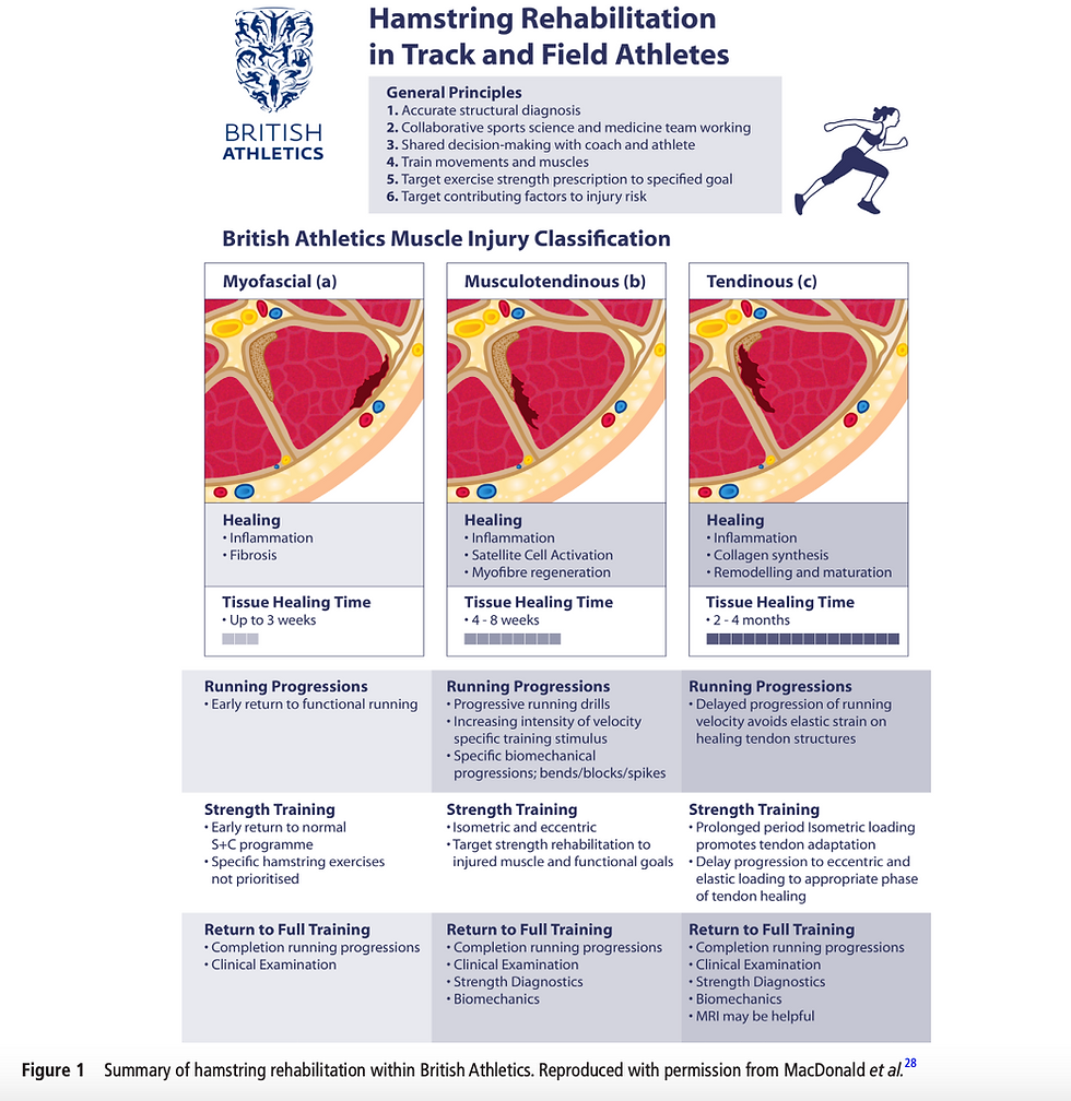 Developing Resilient Hamstrings: A Balanced Approach to a Dichotomised ...