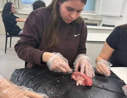 תלמידי ביולוגיה בשכבת יב' קיבלו הרצאה על מבנה המוח וחלומות וניתחו מוחות 🧠