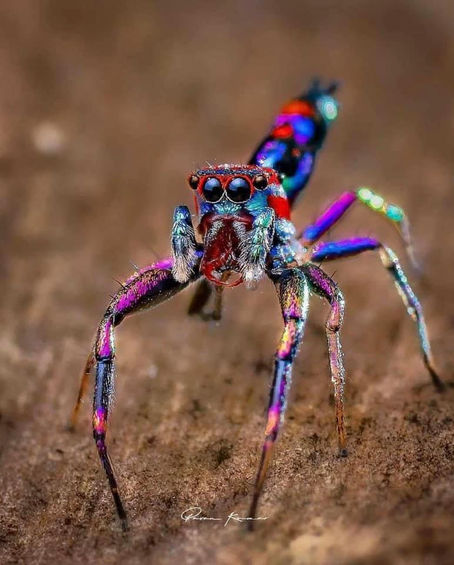 Rainbow Spider Medicine