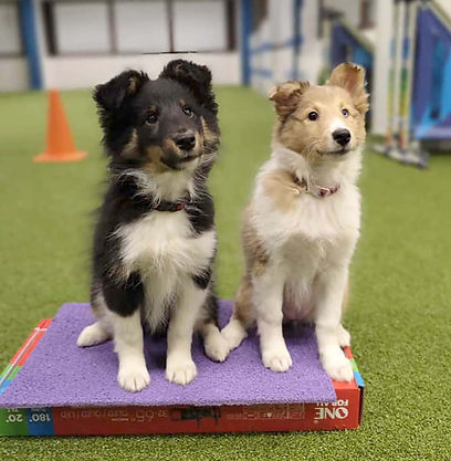 Velmu ja Flava treenit.jpg