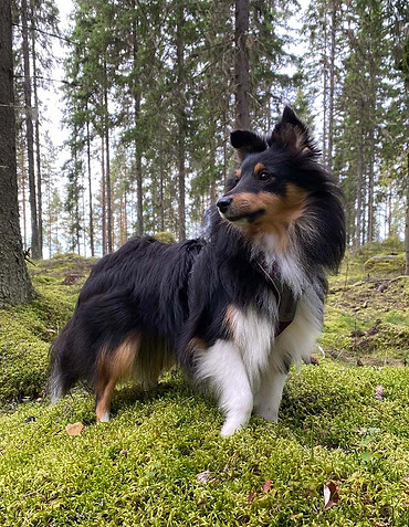 Kitka_terveystarkit.jpg