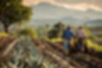gathered-blue-agave-tequila-manufacturing-mexico.jpg