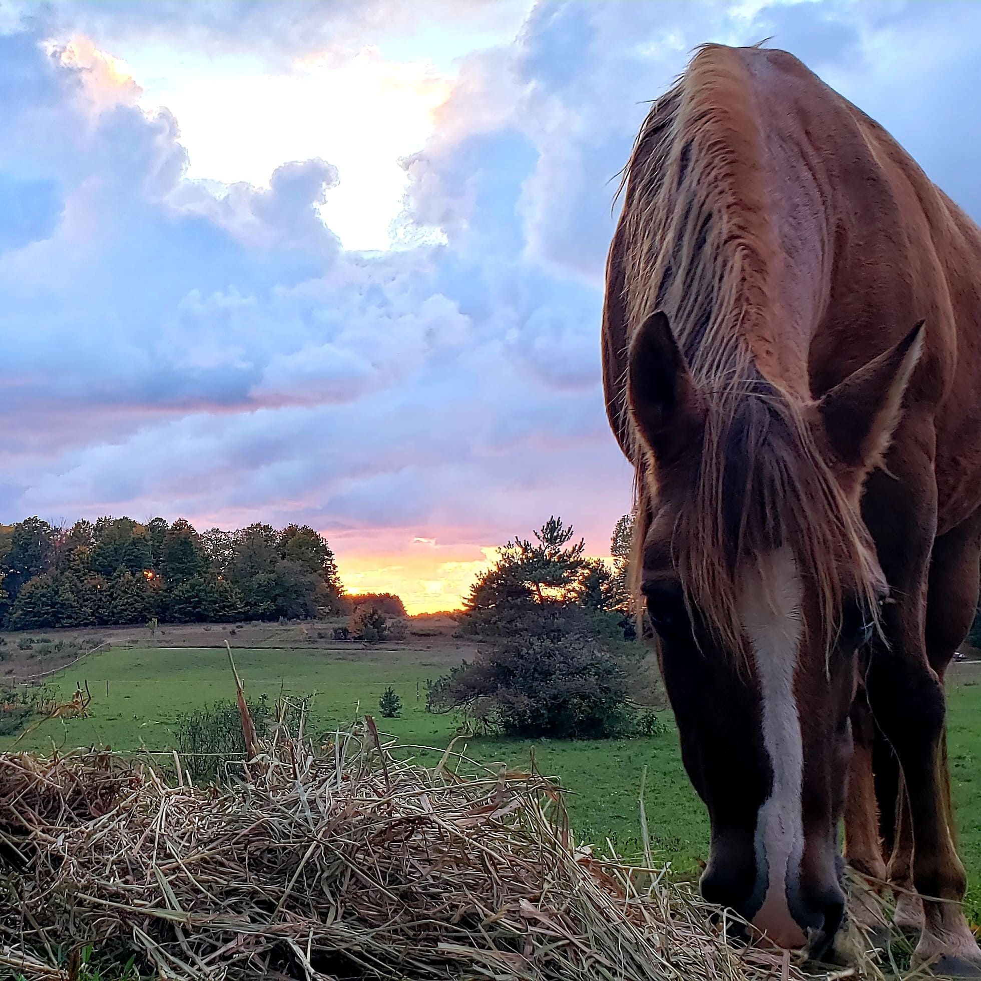 June 21st SUMMER SOLSTICE ONLINE Fundraiser
