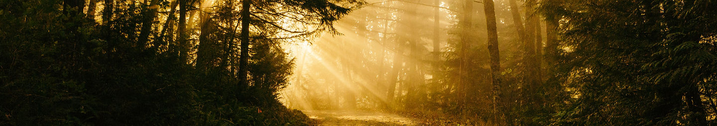 Chuckanut Mountain treed path_edited.jpg