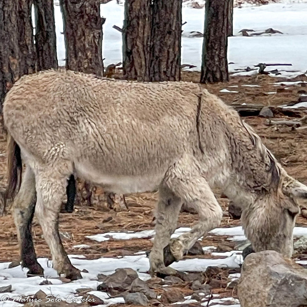 an American burrow eats its food off the forest floor. surrounded by tall ponderosa pines, its light brown fur covers its whole body.