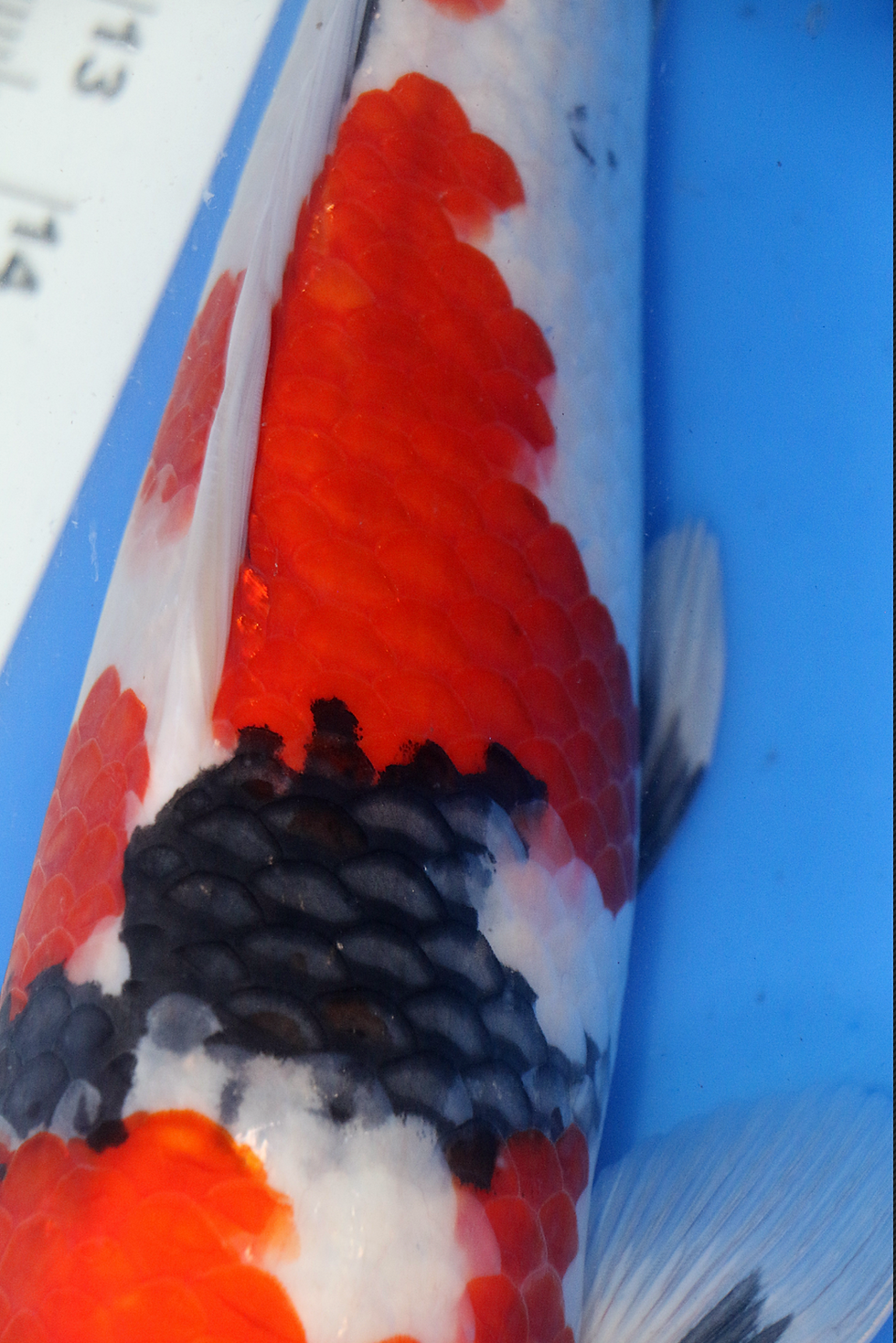 Thumbnail: 16–18" Showa | Isa Koi Farm
