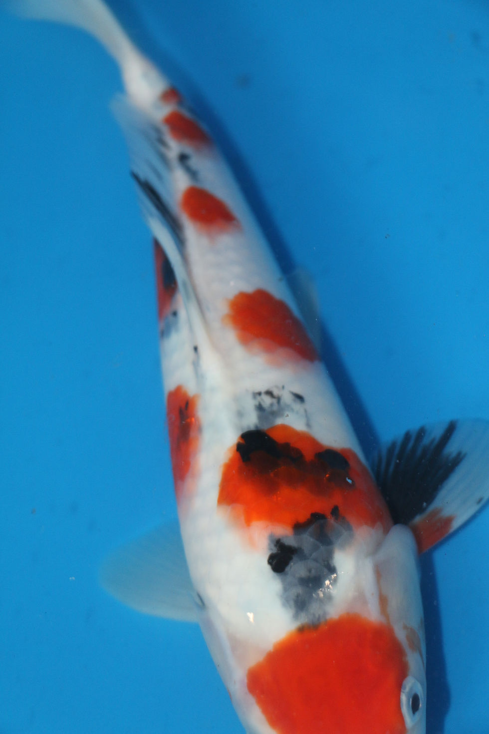 Thumbnail: 11-12" Sanke- Takigawa Koi Farm