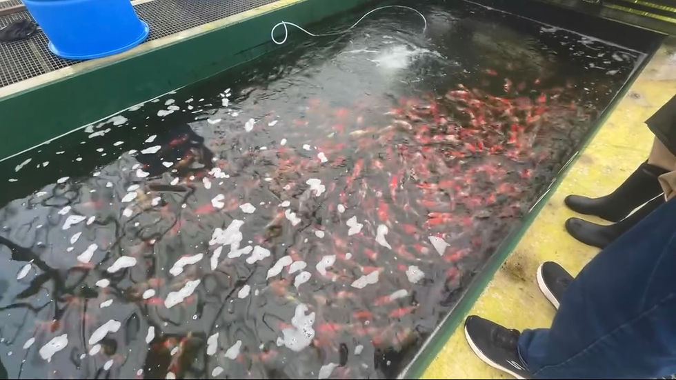 Overlooking one of many Jumbo Tosai Koi Tanks at Isa Koi Farm