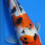 Thumbnail: 8-9” Sanke- Takigawa Koi Farm 