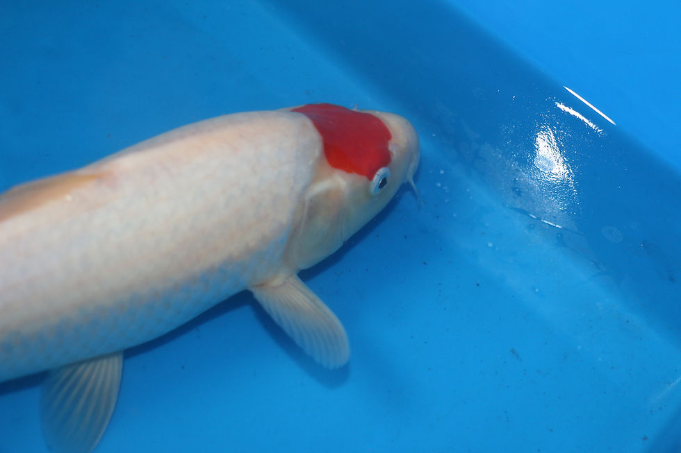 Thumbnail: 10-11" Tancho Kohaku- Saito Koi Farm