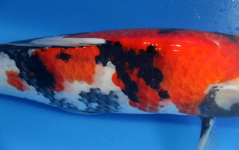 Thumbnail: 16–18" Showa | Isa Koi Farm