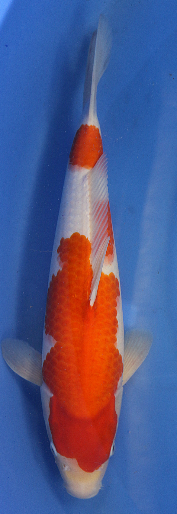 Sandan (Three Steps) Kohaku- Murata Koi Farm