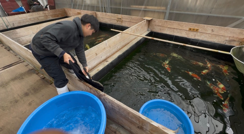 Thumbnail: 11-12" Sanke- Takigawa Koi Farm