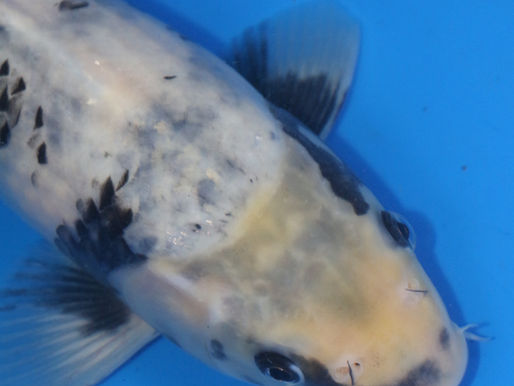 How to Select Young Shiro Utsuri Koi: An In-Depth Guide