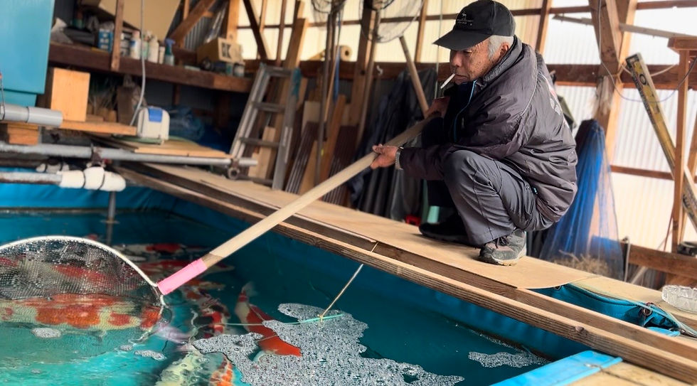 Hoshino-san showing us some of his favorite koi.
