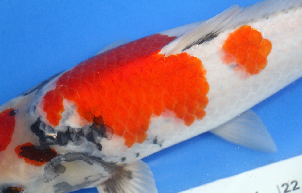 Thumbnail: 16–18" Showa | Isa Koi Farm