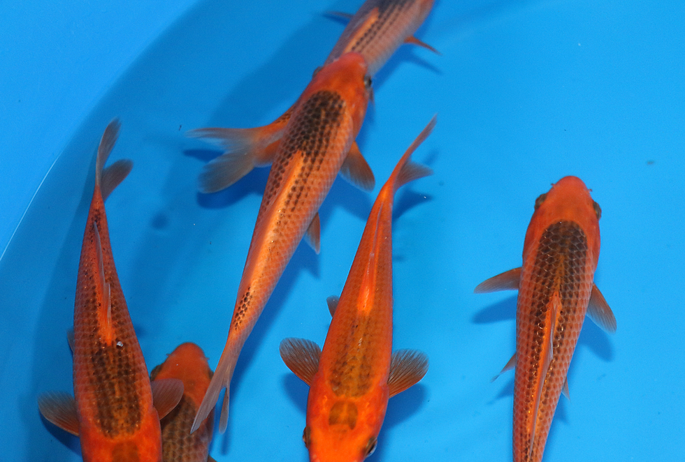Thumbnail: 7–8" (18–20 cm) Aka Matsuba Tosai (Bowl Pick) | Oya Koi Farm