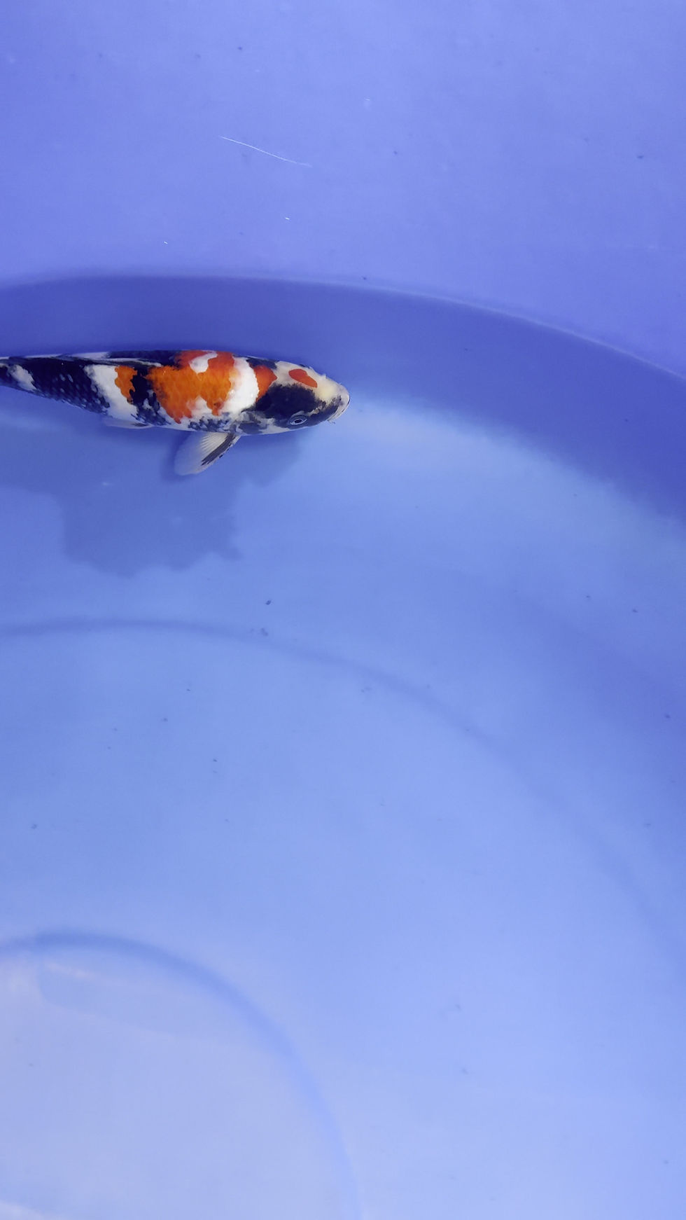 Thumbnail: 10-12" Showa- Saito Koi Farm