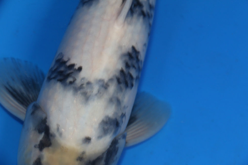 Kage Sumi is present, as it shadows underneath the deeper sumi