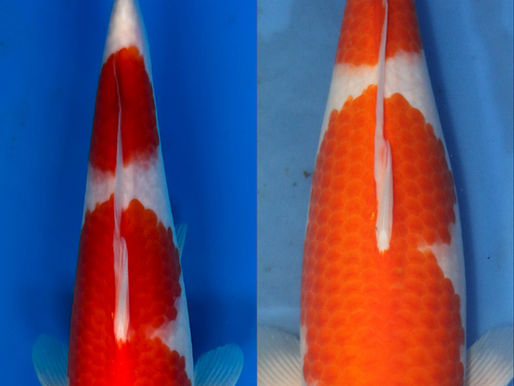 How to Select Young Kohaku Koi for the Future