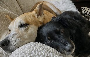 Fauna smelly dogs