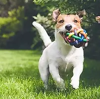 a dog running with a toy in its mouth