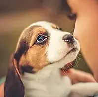 Little Beagle puppy