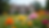 Close-up view of colorful flowers in Newport mansion garden with mansion blurred in background