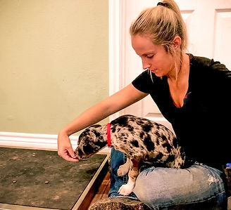 Trainer is luring puppy to an area that he is scared of in order to show that it is safe.