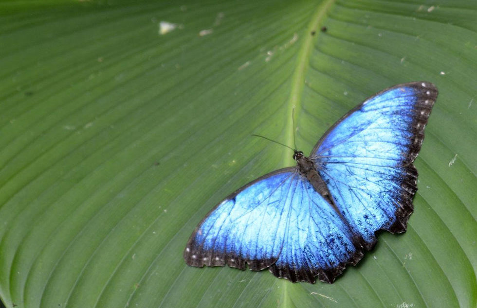 Mariposa Morpho azul posada sobre una hoja en un bosque tropical colombiano