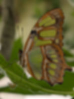 Siproeta stelenes verde