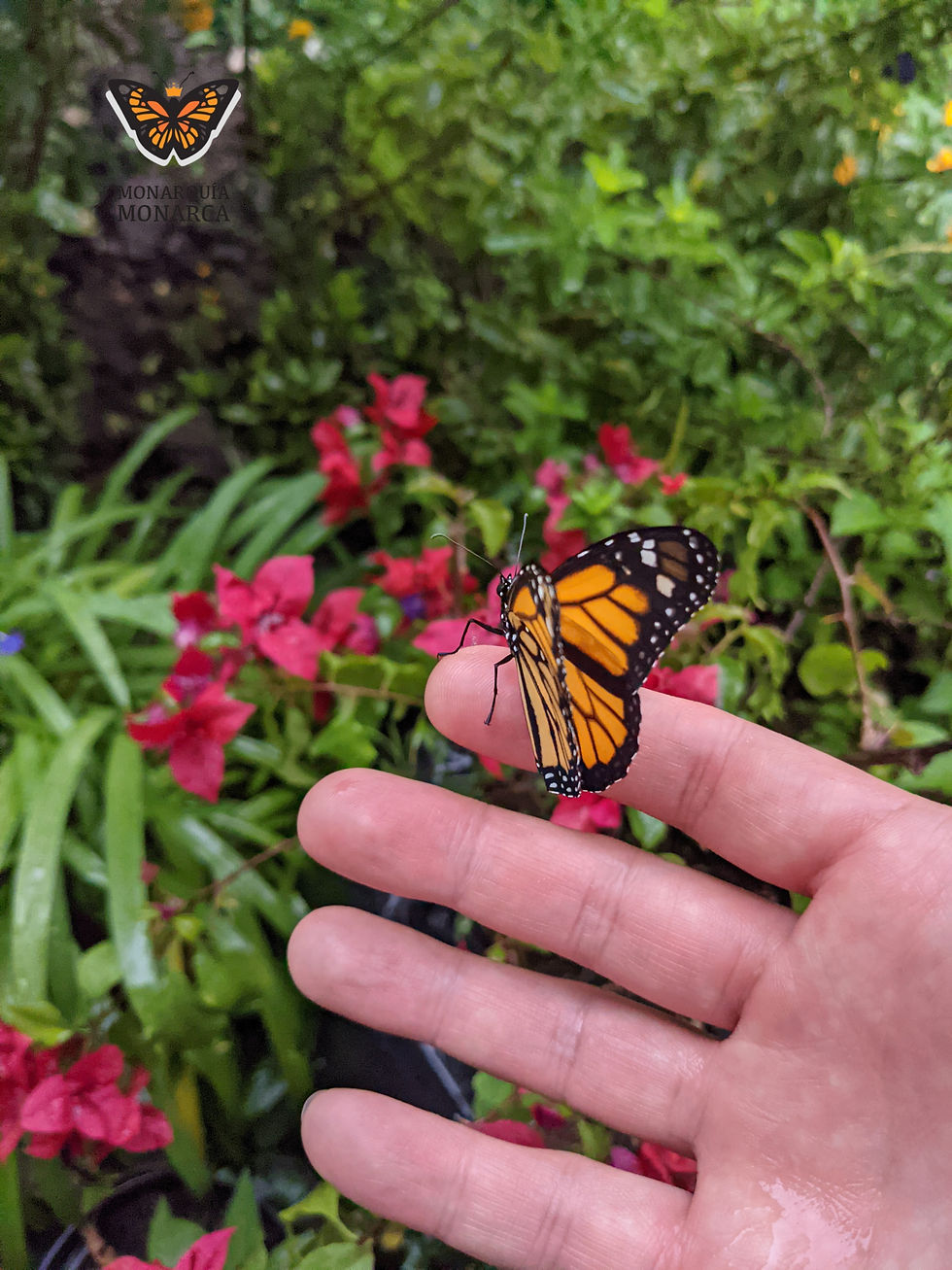 Liberación de mariposa monarca