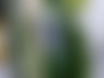 Crisálida de mariposa: el increíble proceso de transformación