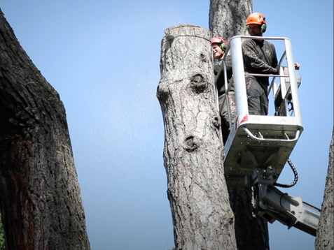 Un majestueux pin abattu à Chêne-Bougeries