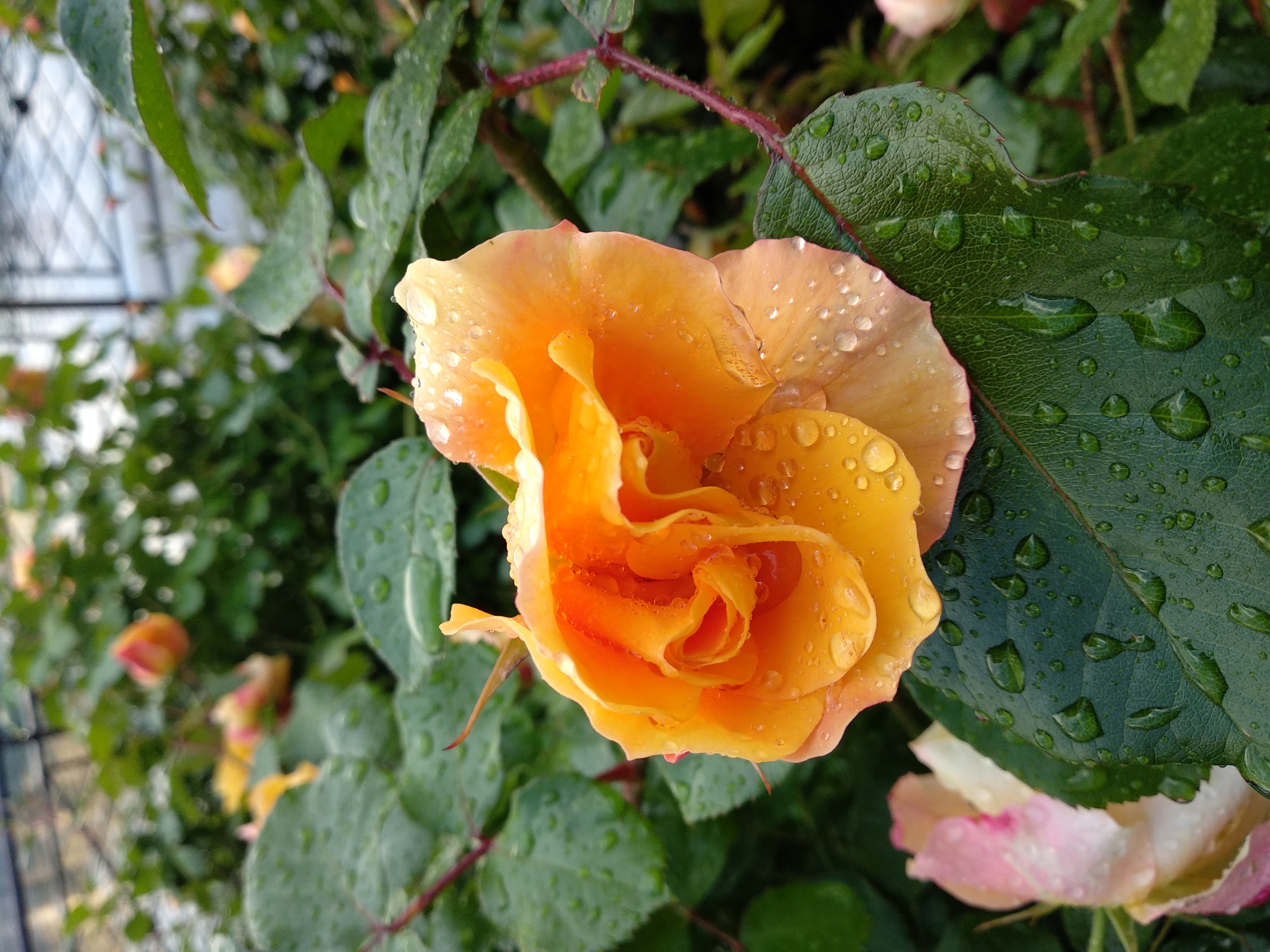 Rose Accord