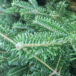 FraserFirNeedles