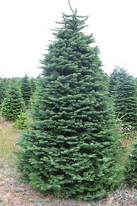 NobleFir.jpeg