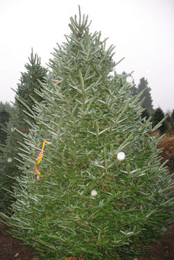 Frazer Fir