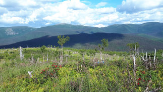 A la recherche des caribous et des orignaux lors de la randonnée au Mont Ernest Laforce 🏔️, Parc national de la Gaspésie, Au bout du monde en Gaspésie, road trip en famille au Canada
