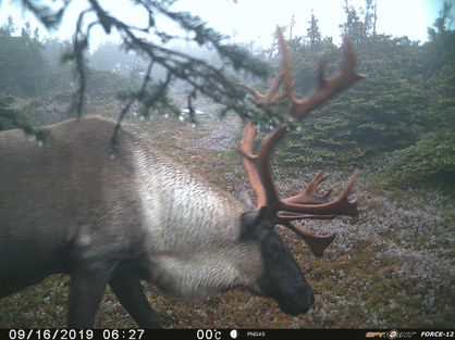 Sur la piste des caribous au Mont Jacques-Cartier, Randonnée au Mont Jacques-Cartier 🥾, Parc national de la Gaspésie ~ Blog Voyage Laura