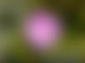 Milion Kroków w Maju